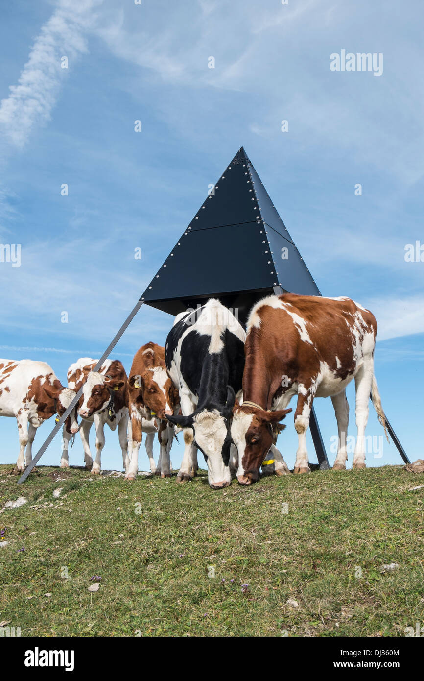 Trig punto in Svizzera con le mucche Foto Stock