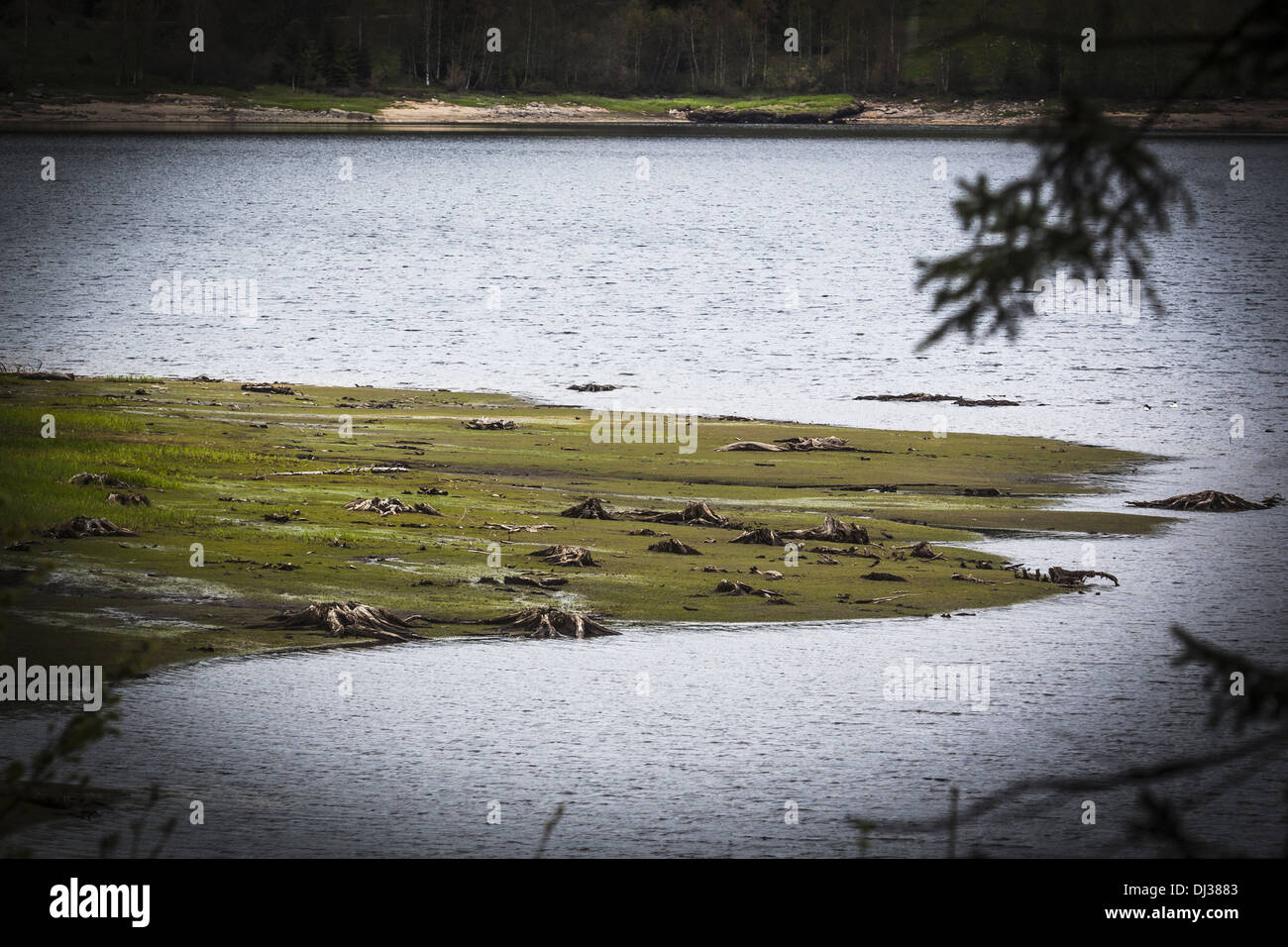 Lago, legno, albero, tronco, arenarsi, fiume, scuro, Foto Stock