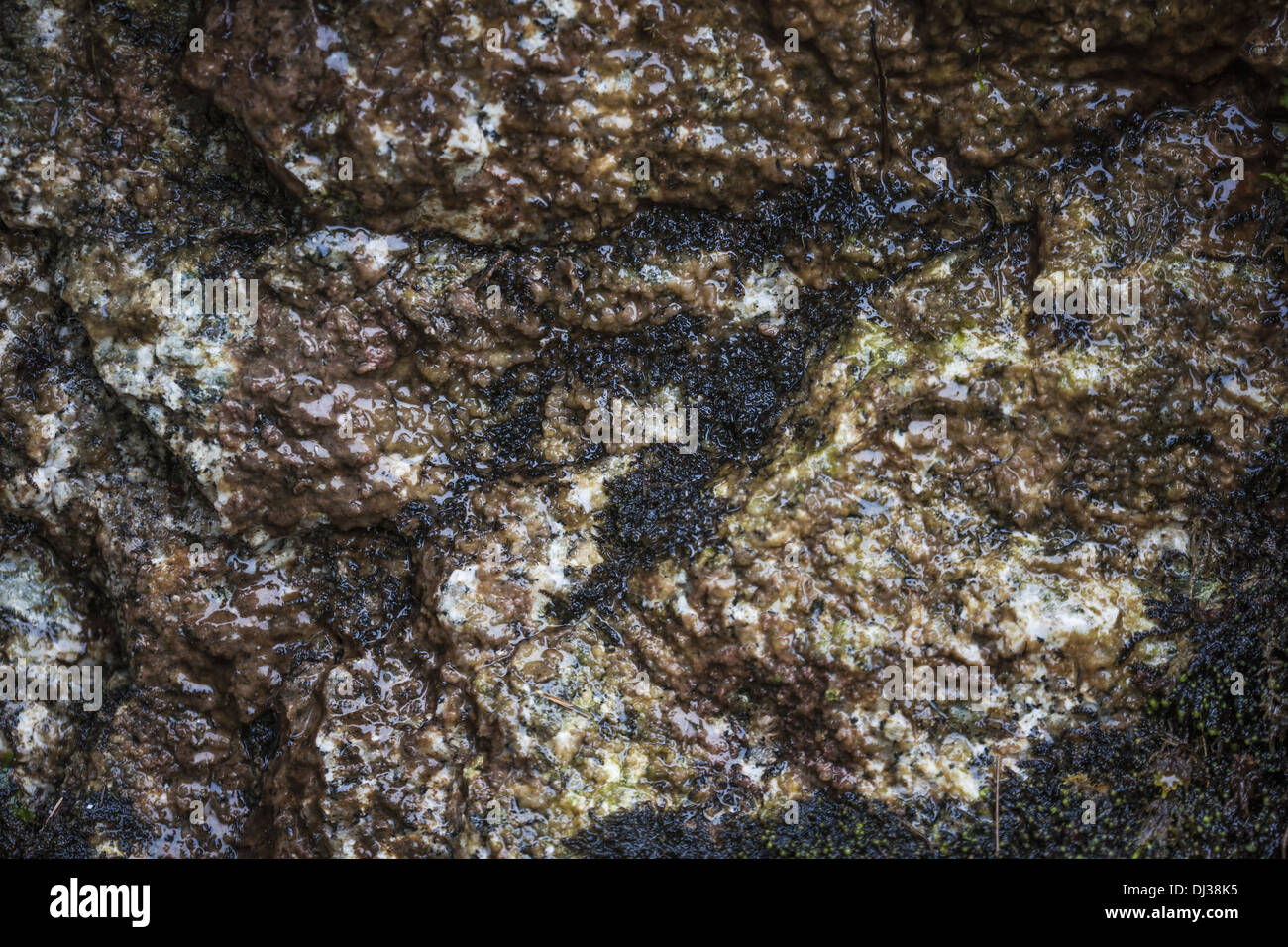 Roccia bagnata closeup Foto Stock