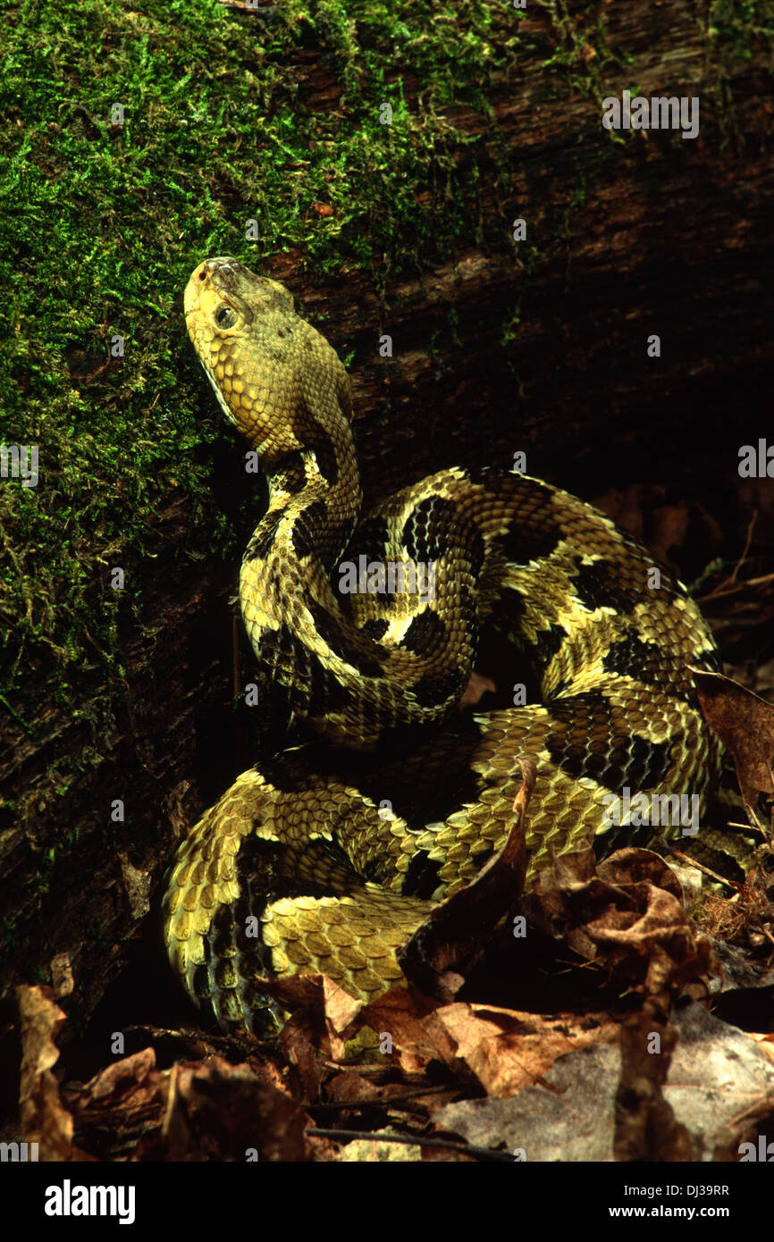 Legno Rattlesnake (Cratalus horridus) in posizione di caccia, in attesa di preda accanto al ceppo. Foto Stock