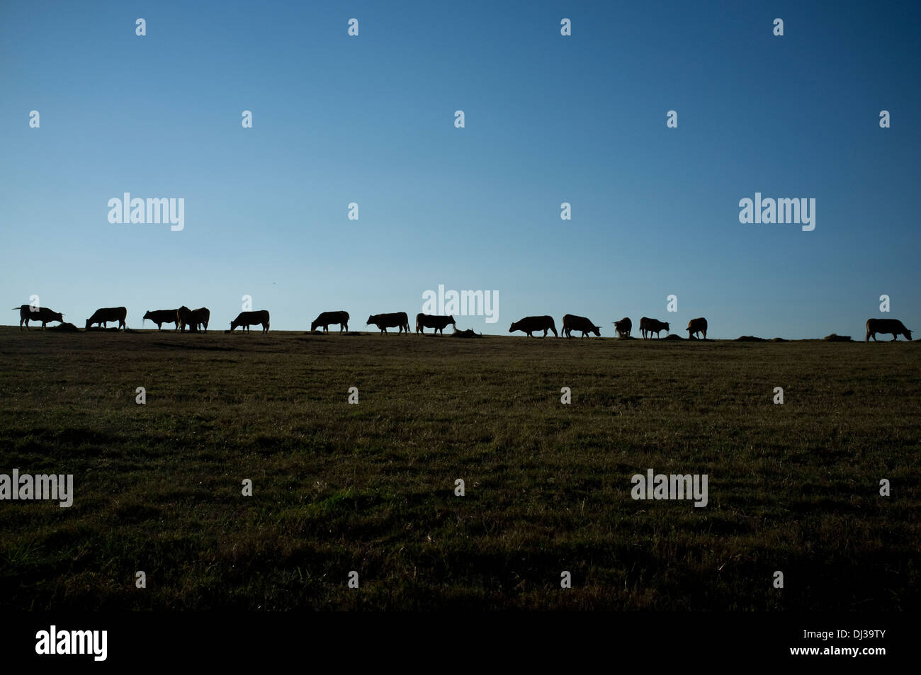 Le mucche in Galizia, Spagna. cow farm galiziano spagnolo Foto Stock