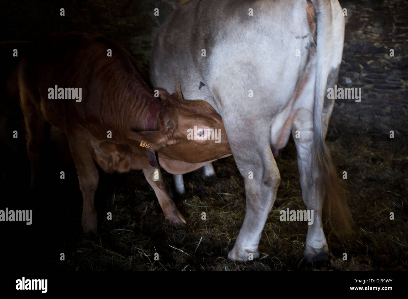 Essendo di vitello bambini allattati al seno, Galizia, Spagna. mucca croste vacche Foto Stock