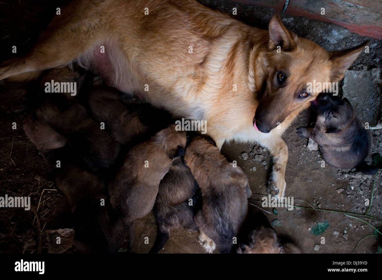 Cucciolata di cane di essere allattati al seno, Galizia, Spagna. cani sacco infermiere giovani rampolli cucciolo cucciolo di cane Foto Stock