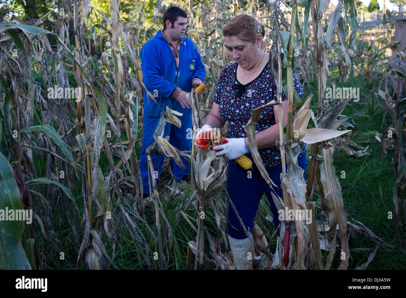 Raccolta del mais in Galizia, Spagna. harvest farm farmer paese contadino di campagna lavoro rurale lavoratore lavoro Foto Stock