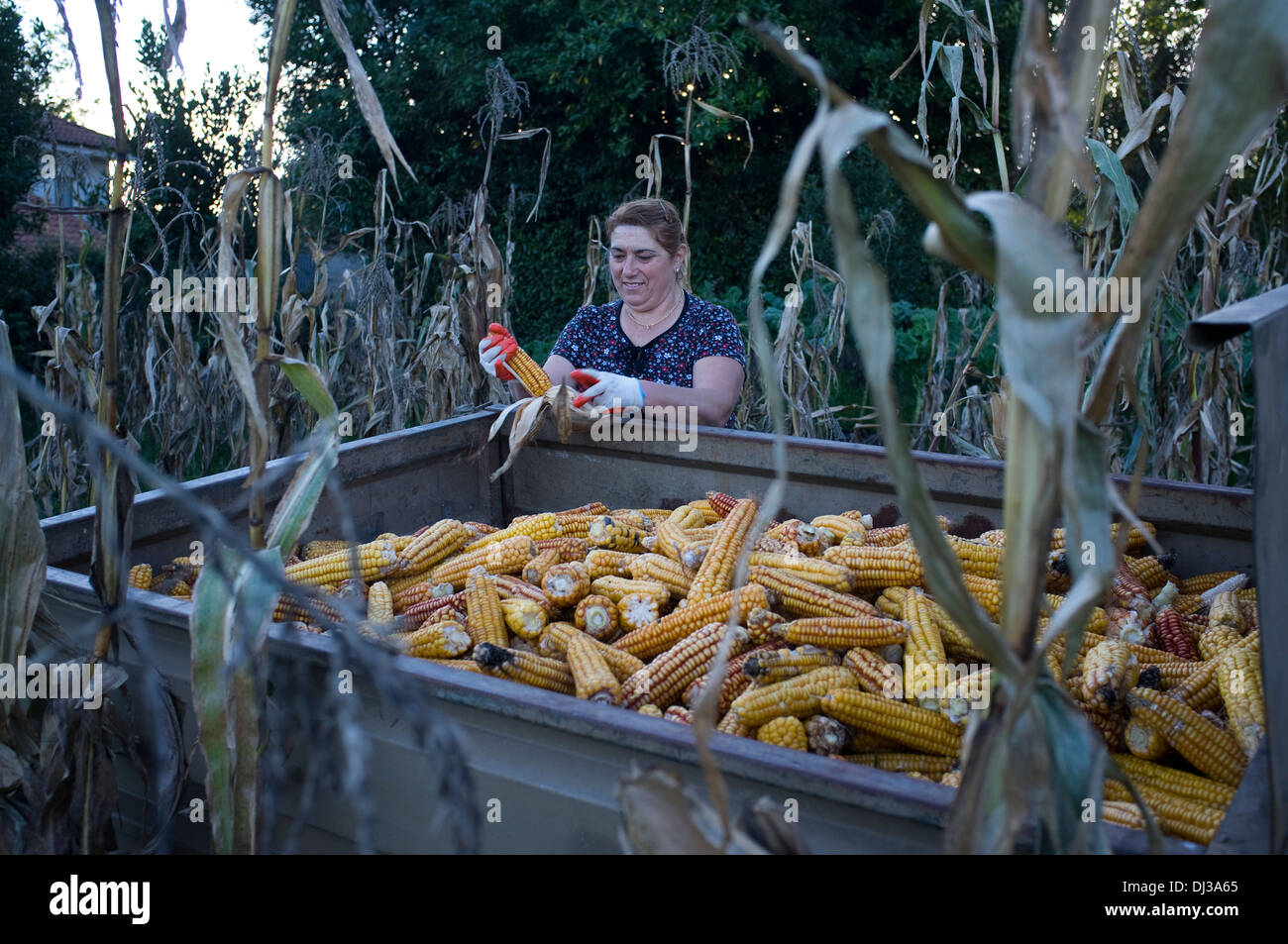 Raccolta del mais in Galizia, Spagna. harvest farm farmer paese contadino di campagna lavoro rurale lavoratore lavoro Foto Stock