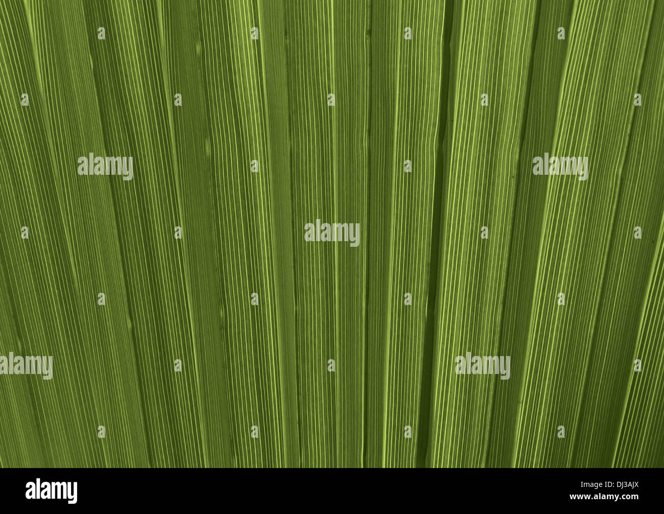 Close up di verde Palm tree lascia la texture Foto Stock