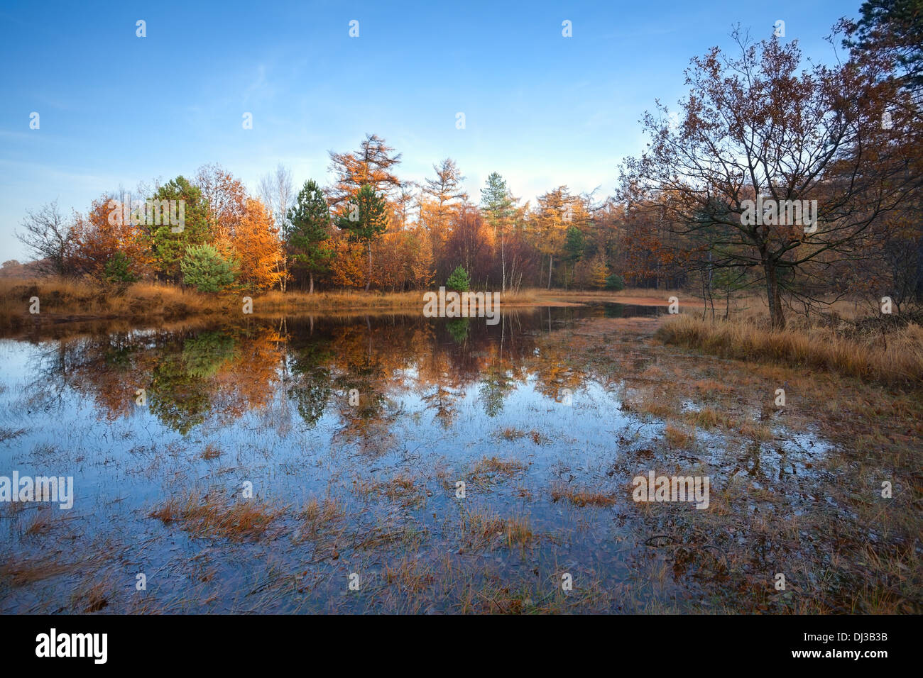Piccolo lago in autunno la foresta, Duurswoude, Friesland, Paesi Bassi Foto Stock