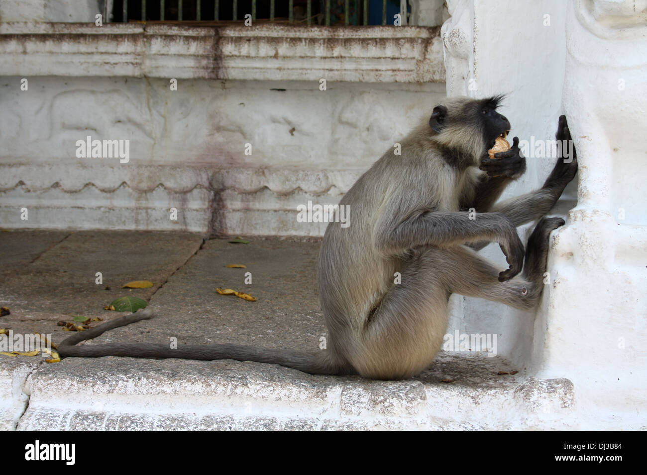 Un colpo di una scimmia di mangiare una noce di cocco in una posizione di raffreddamento in corrispondenza di un antico tempio di Hampi, India. Foto Stock