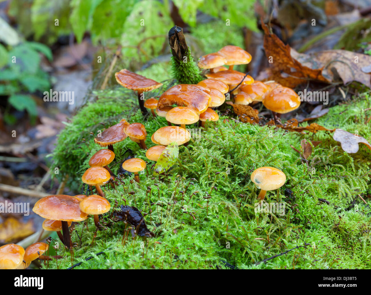 Autunno bello e mite di funghi in Finlandia Foto Stock