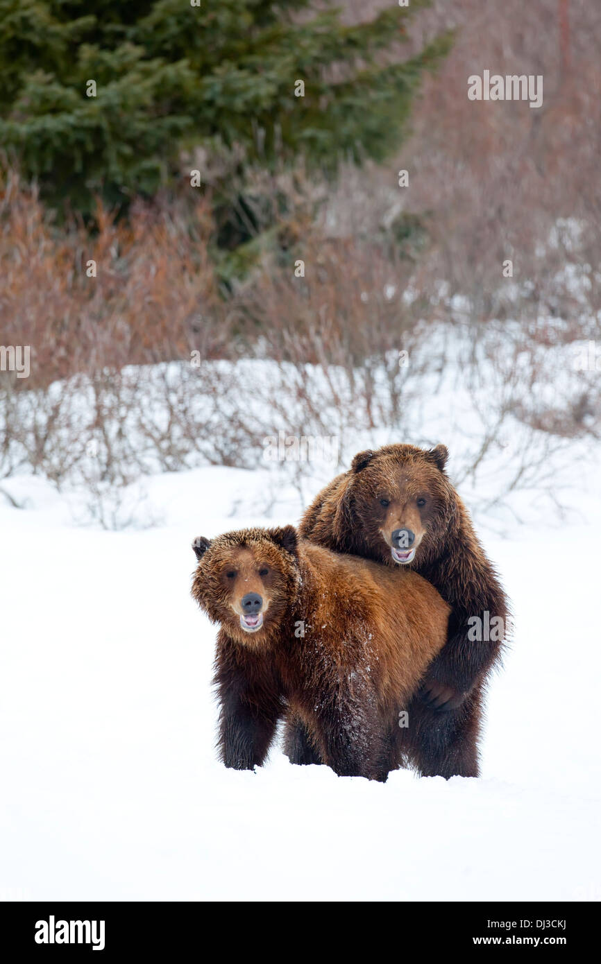 Una coppia di orsi bruni assumere una posa di accoppiamento nella neve mentre guardando la telecamera, Alaska Wildlife Conservation Centre Foto Stock