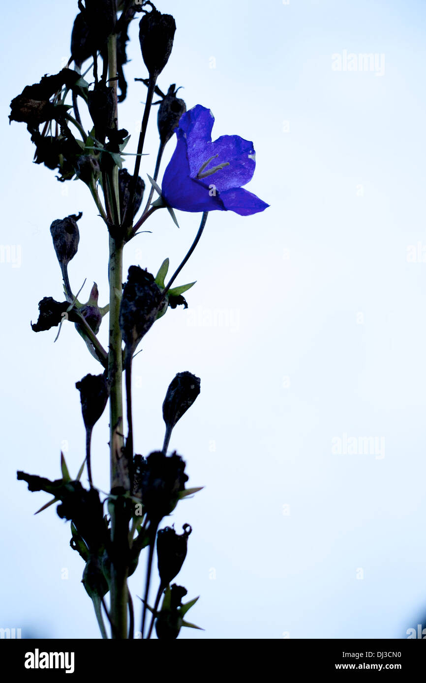 Un fiore di fioritura tra i morti di quelle con cielo bianco sullo sfondo Foto Stock