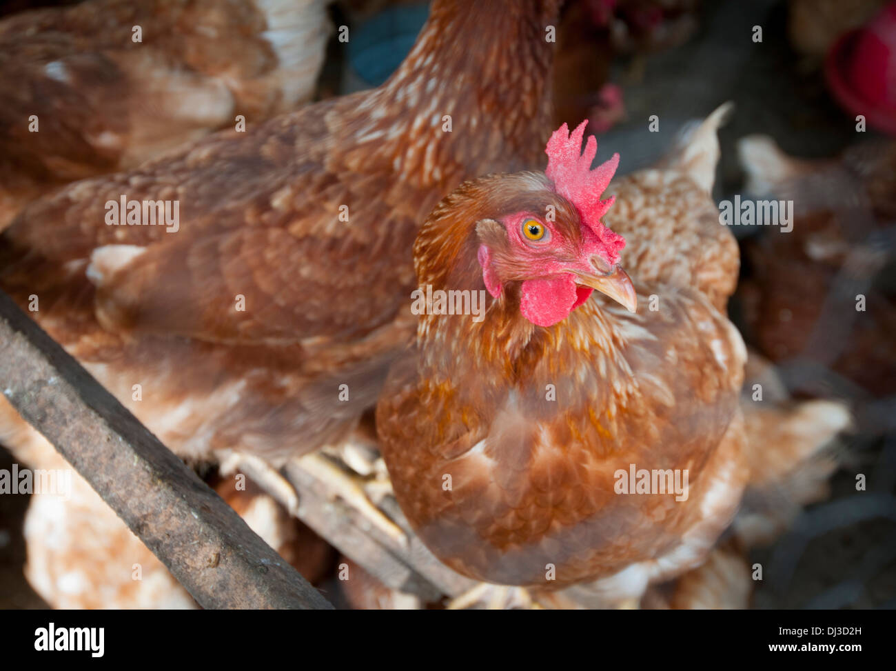 Un uovo di gallina razza "Lohmann Brown ' Foto Stock