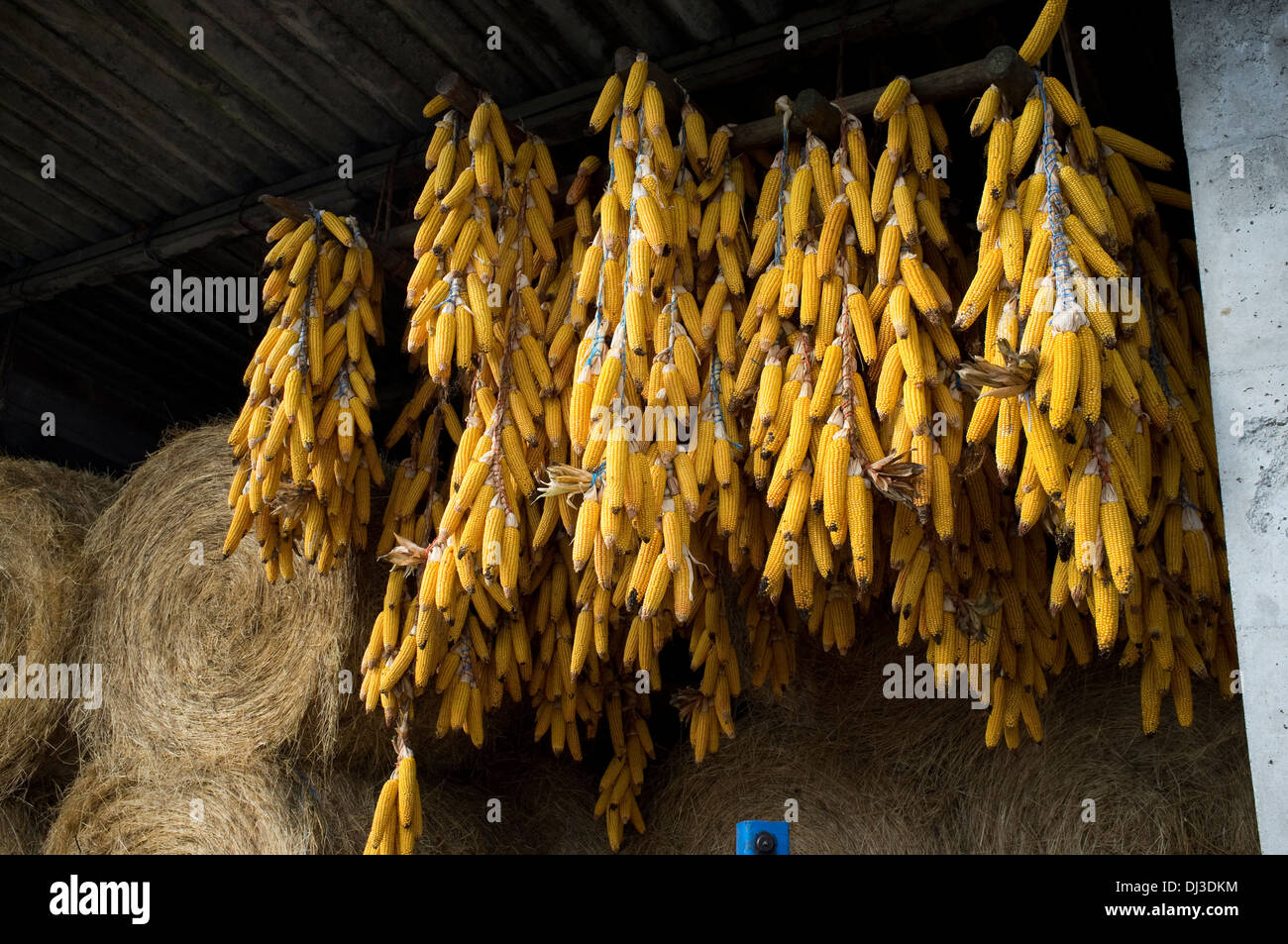 Raccolta del mais in Galizia, Spagna. harvest farm farmer paese contadino di campagna lavoro rurale lavoratore lavoro Foto Stock