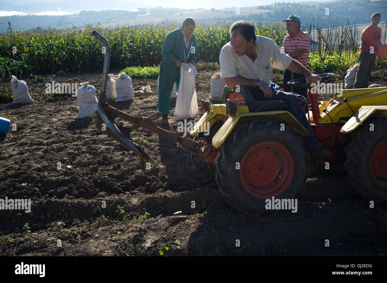 Famiglia contadina raccolta di patate nelle Asturie, Spagna. potatoe harvest lavoro rurale di lavoro contadino farmer patata Foto Stock