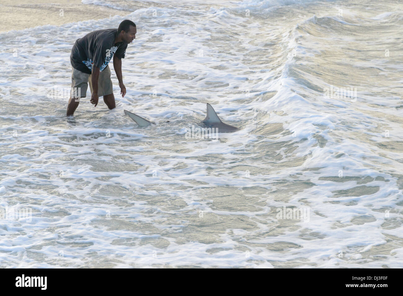 L'uomo rilasciando Punta Nera Shark torna in mare su una spiaggia in Florida. Foto Stock