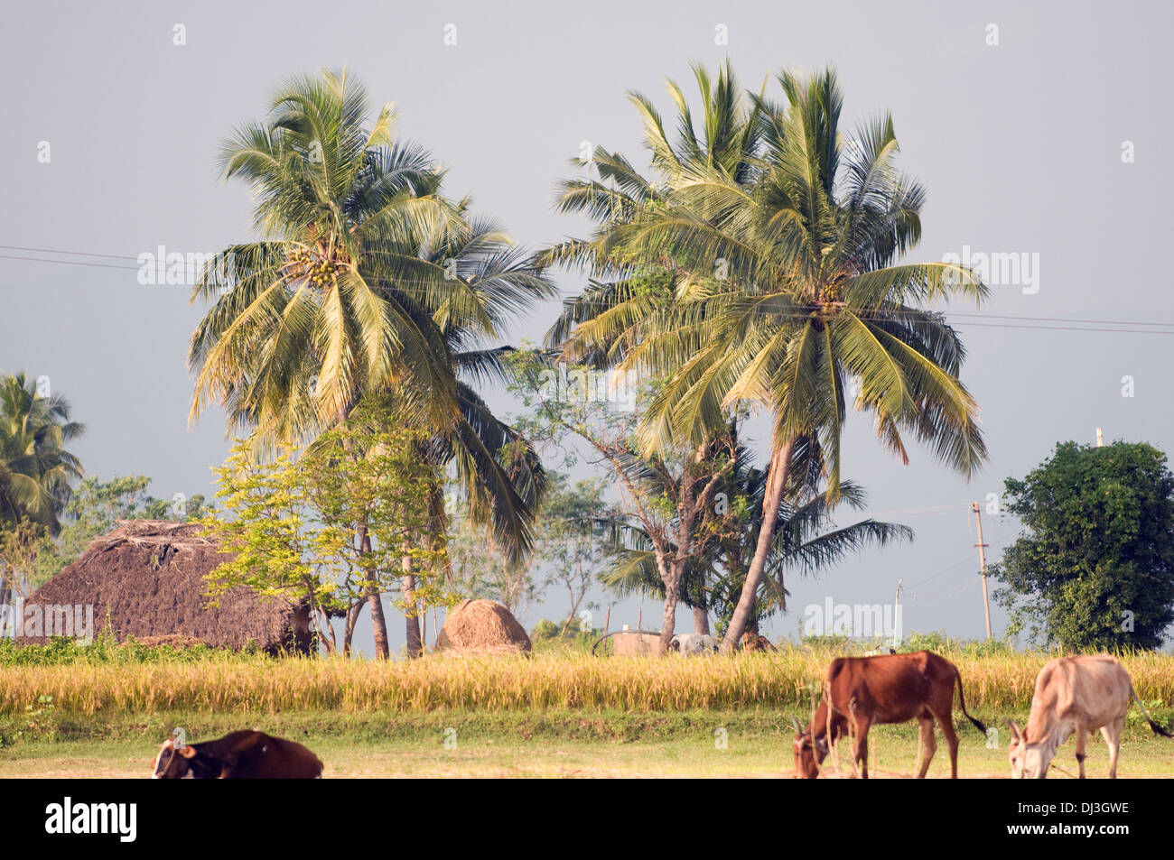 Palme da cocco al vento in una scena pastorale nella campagna attorno a Arunachala hill Tiruvannamalai India del Sud. Foto Stock