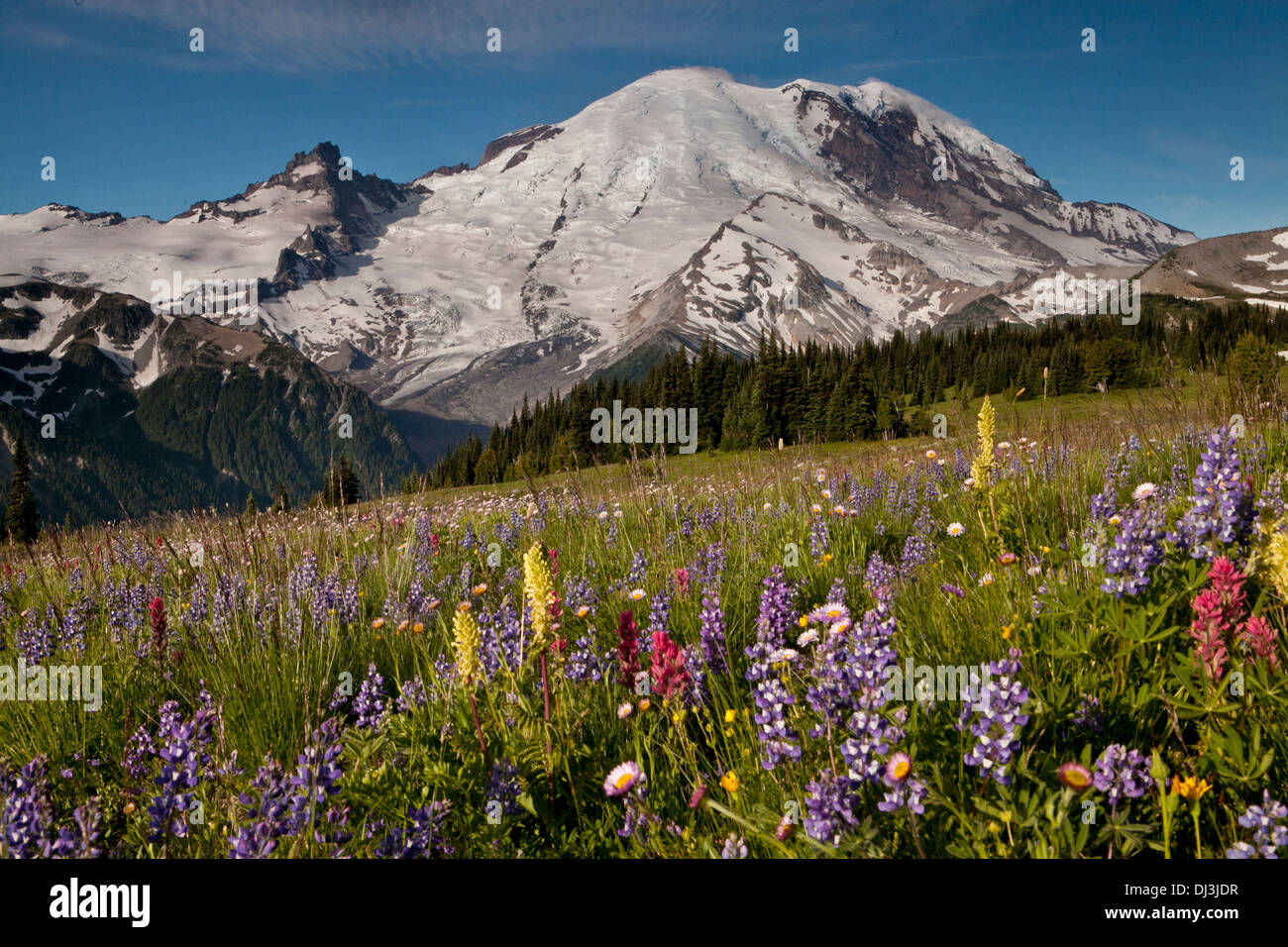 Mount Rainier sopra prati alpini in Yakima Park, il Parco Nazionale del Monte Rainier, Washington. Foto Stock