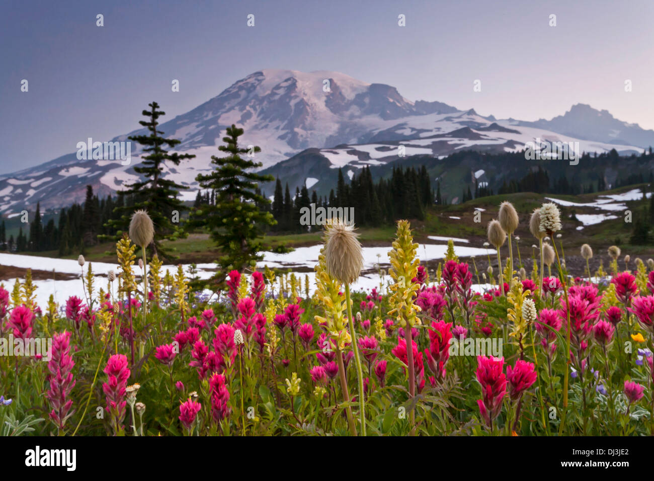 Mount Rainier sopra prati fioriti sul crinale Mazama prima dell'alba, il Parco Nazionale del Monte Rainier, Washington. Foto Stock