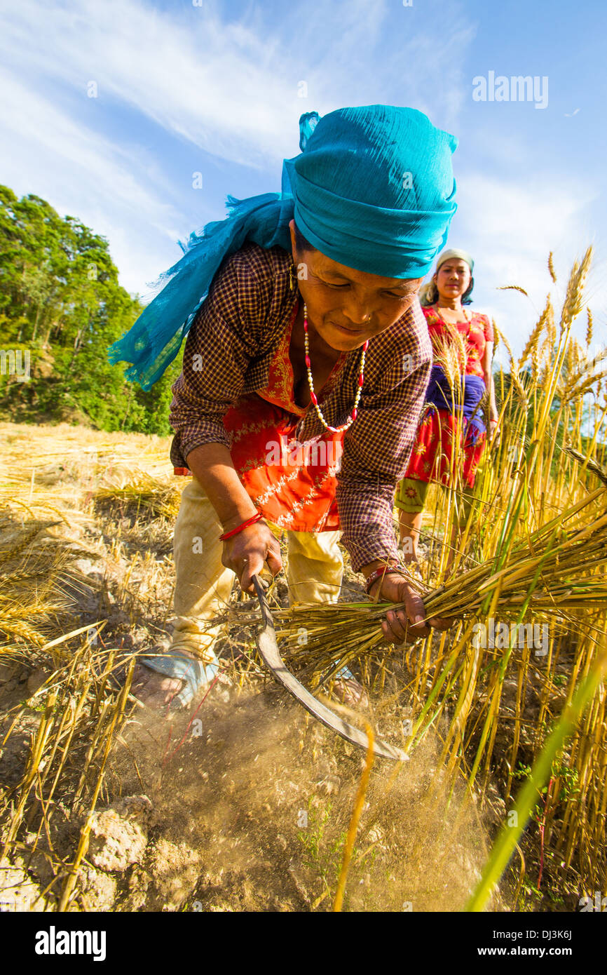 La donna la raccolta di frumento vicino a Kathmandu, Nepal Foto Stock