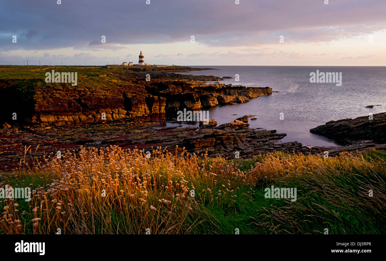 Fiori selvatici, rocce e bay nel tardo pomeriggio a Hook Head Lighthouse, County Wexford, Irlanda Foto Stock