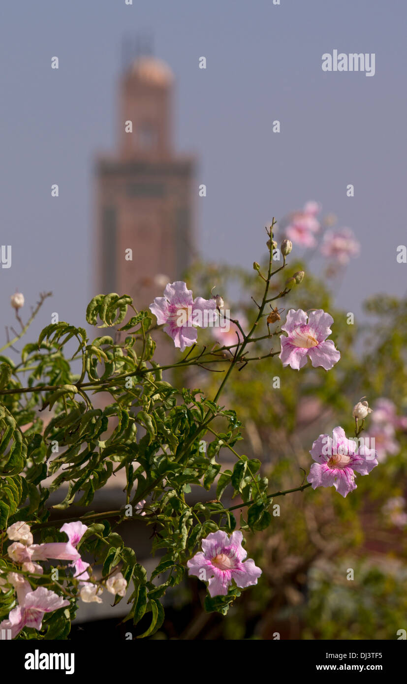 Rosa fiori Campsis e moschea, Marrakech, Marocco, Africa del Nord Foto Stock