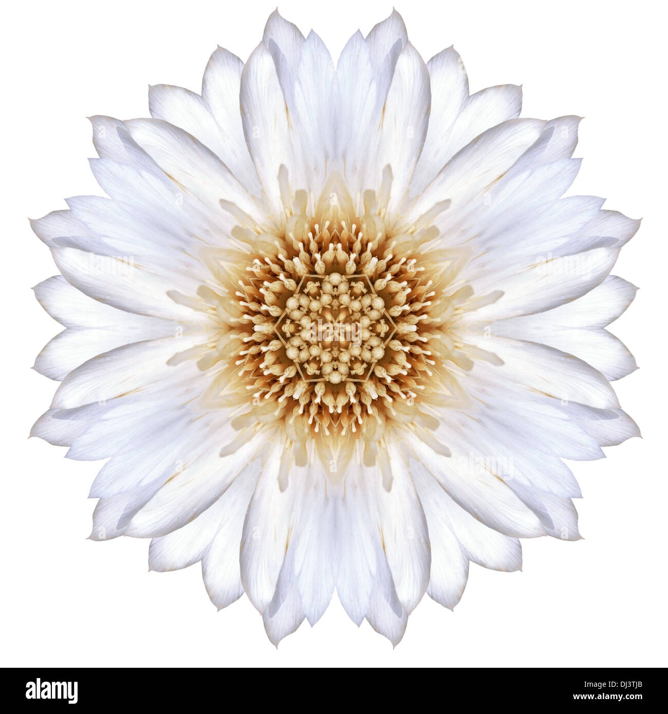 Concentriche Bianco fiore Fiordaliso isolato su sfondo semplice. Mandala caleidoscopica Design Foto Stock