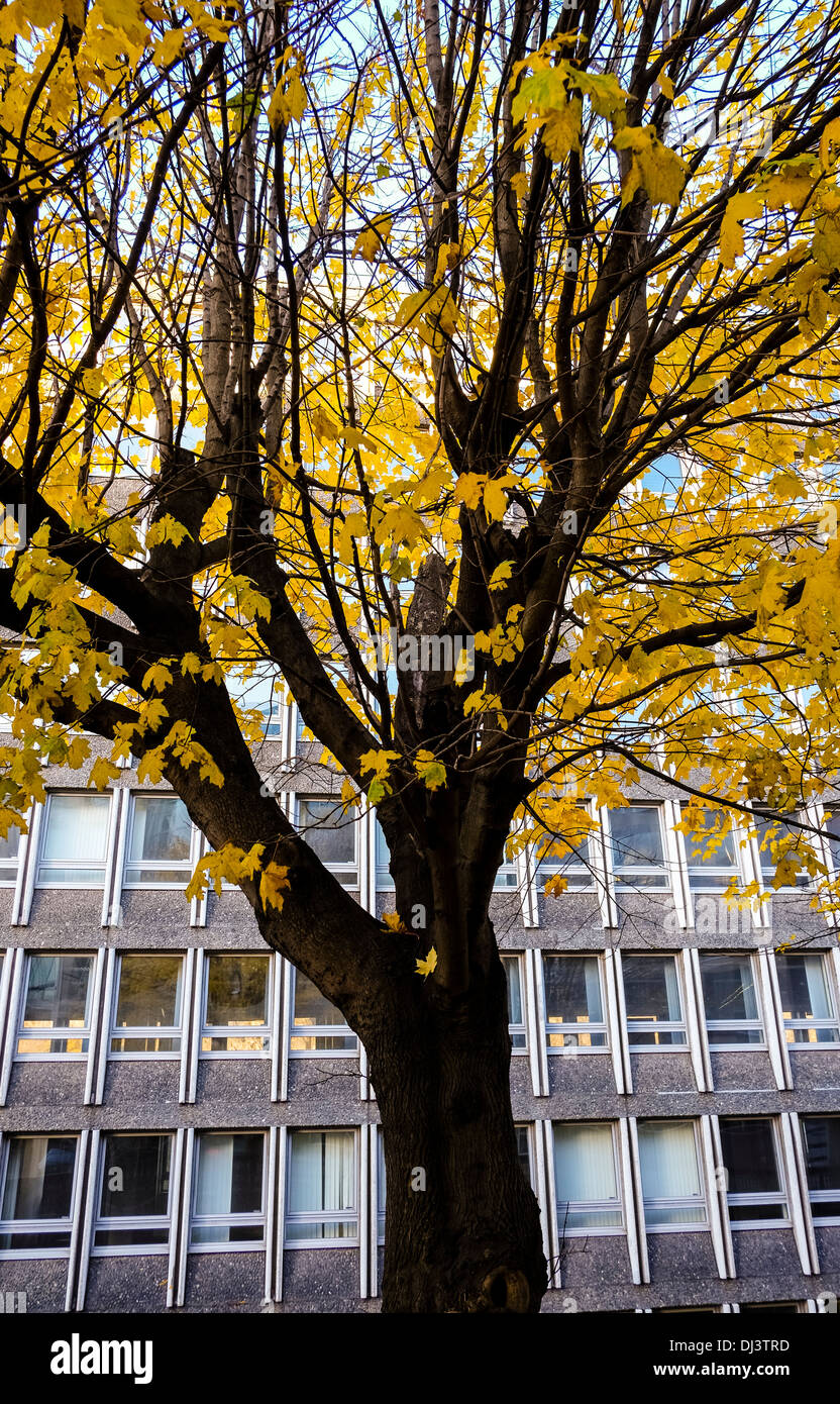 Calcestruzzo duro ufficio edificio contrastato con i morbidi colori autunnali su un albero nel parco Foto Stock