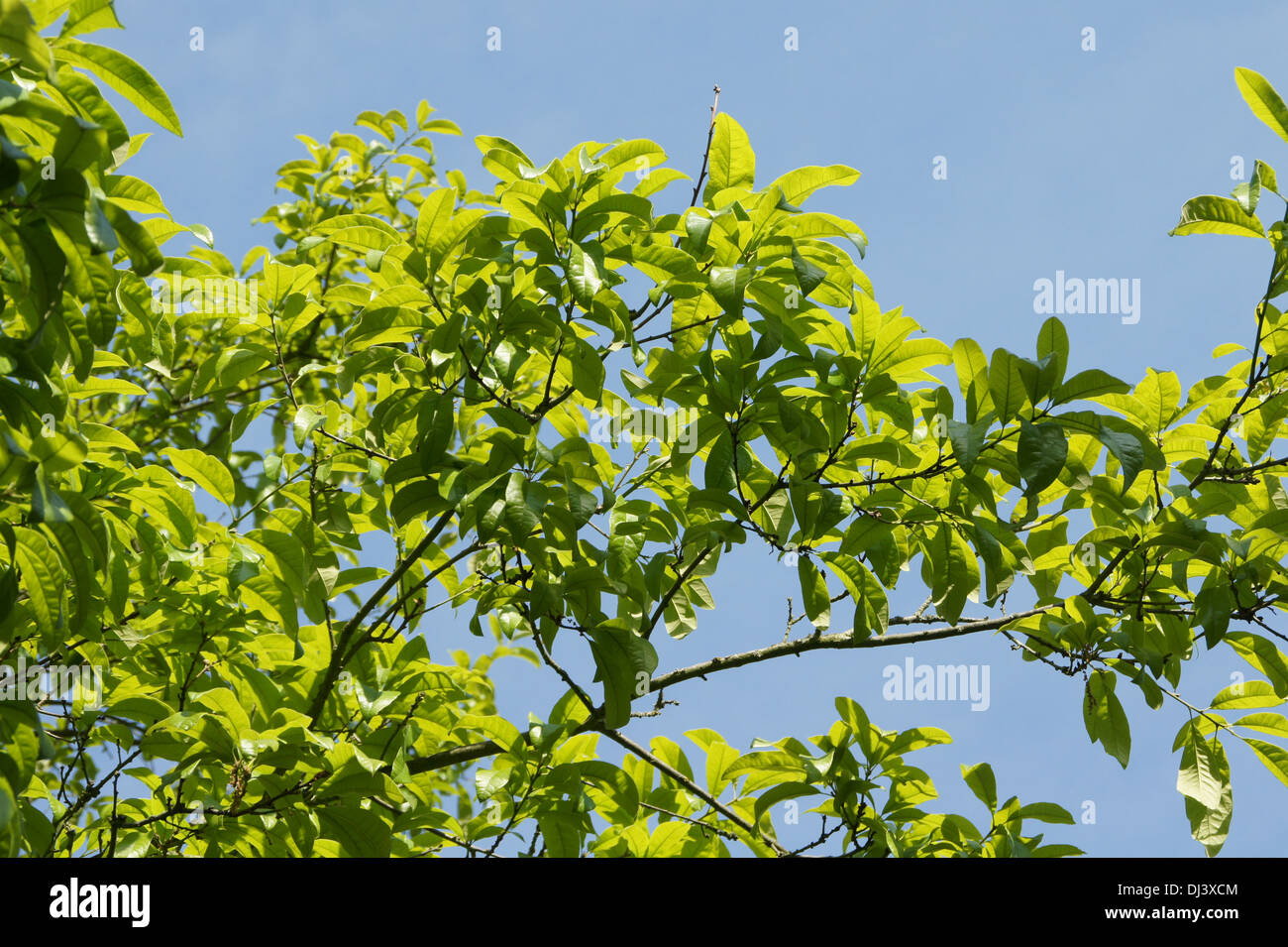 Shingle Oak Foto Stock