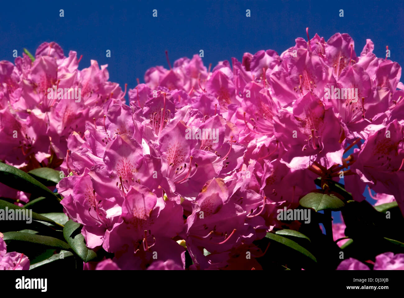 Rododendro rosa Foto Stock