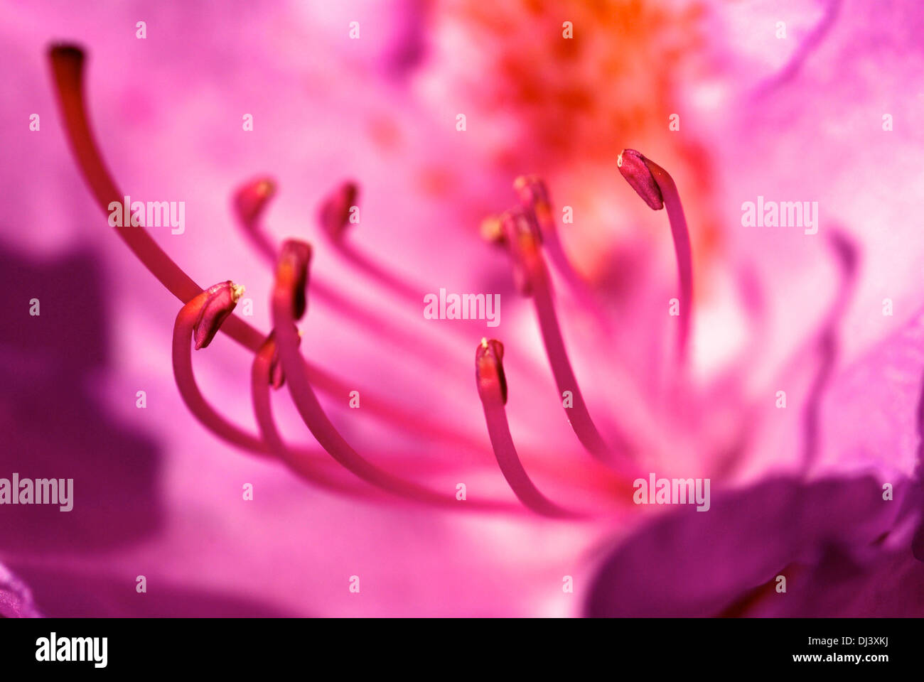Pink flower power Foto Stock