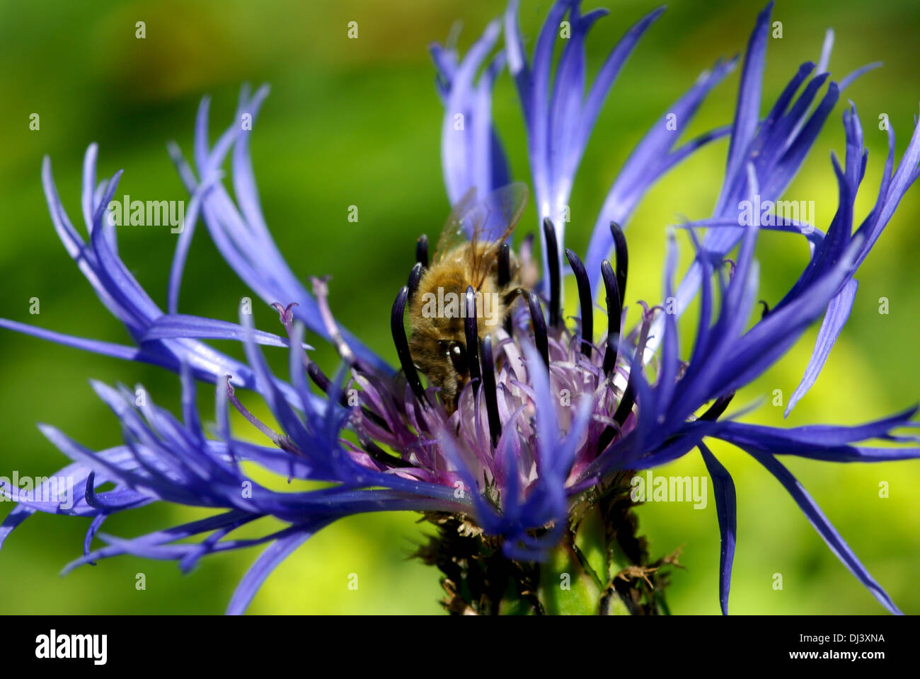 Blue cornflowers in giardino Foto Stock