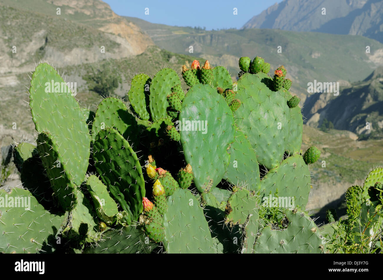 Cactus - Valle di Colca Perù Foto Stock