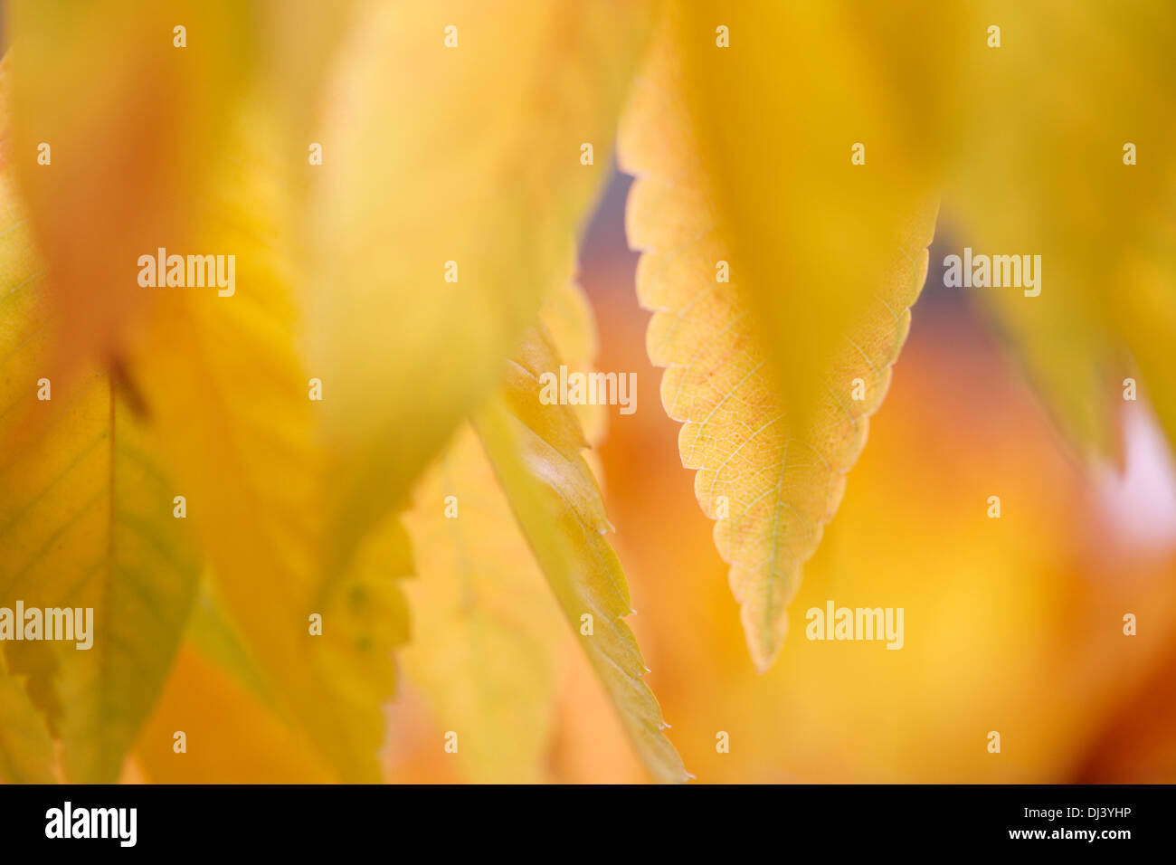 D'autunno bella tonalità di Zelkova serrata keyaki lascia Jane-Ann Butler JABP Fotografia961 Foto Stock