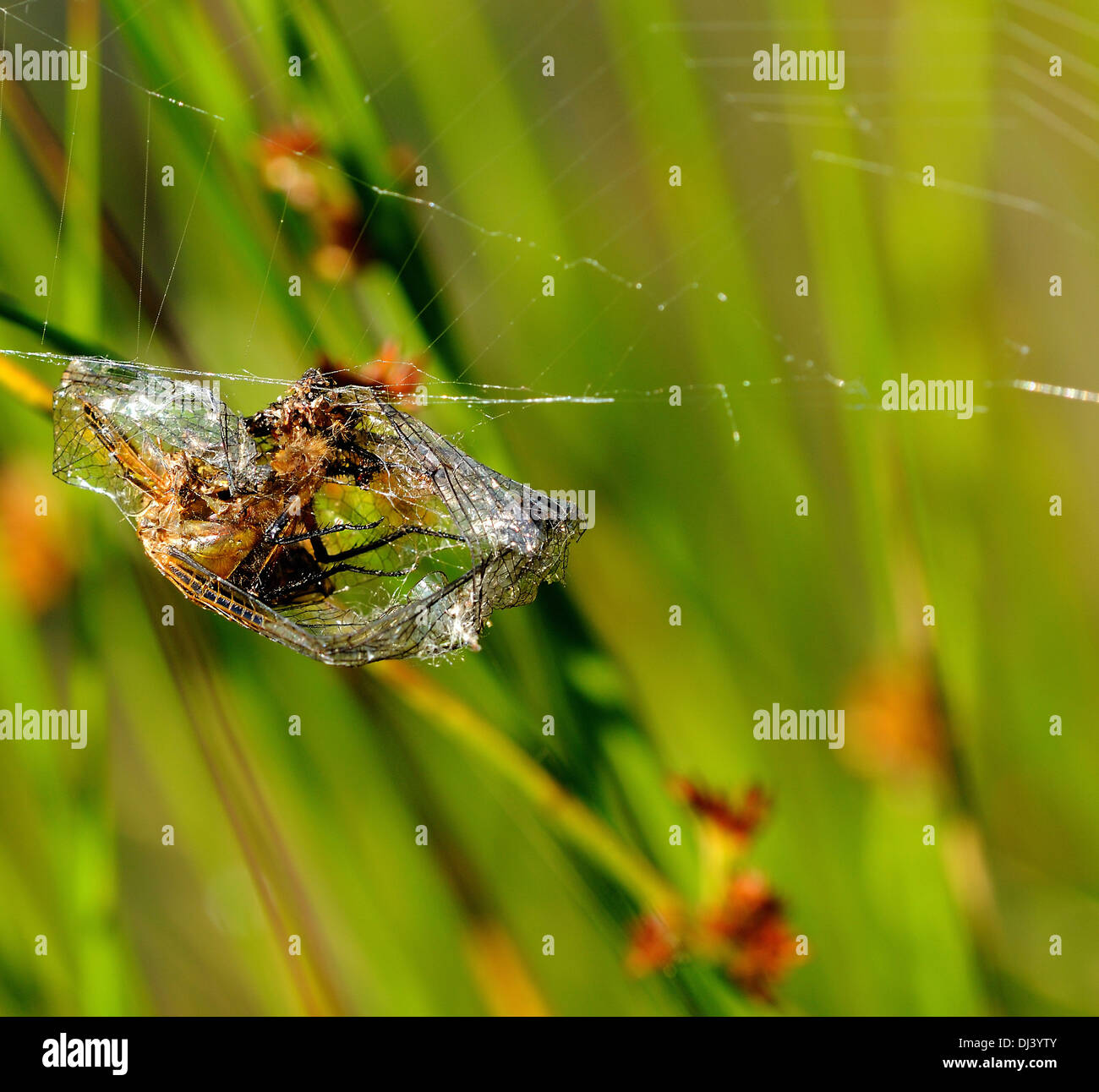 Calza avvolta in una tela di ragno Foto Stock