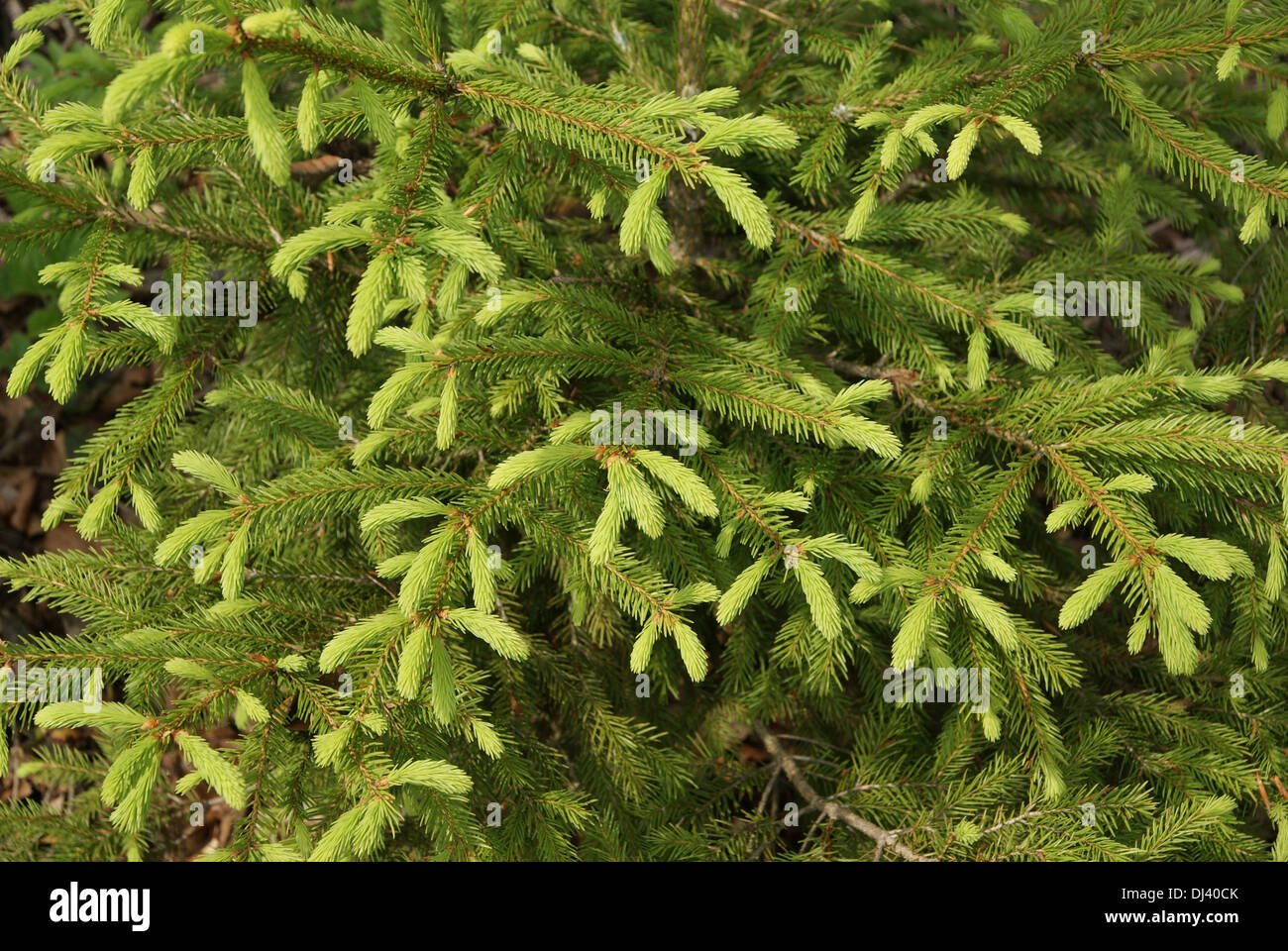 Picea abies, Fichte, abete rosso Foto Stock