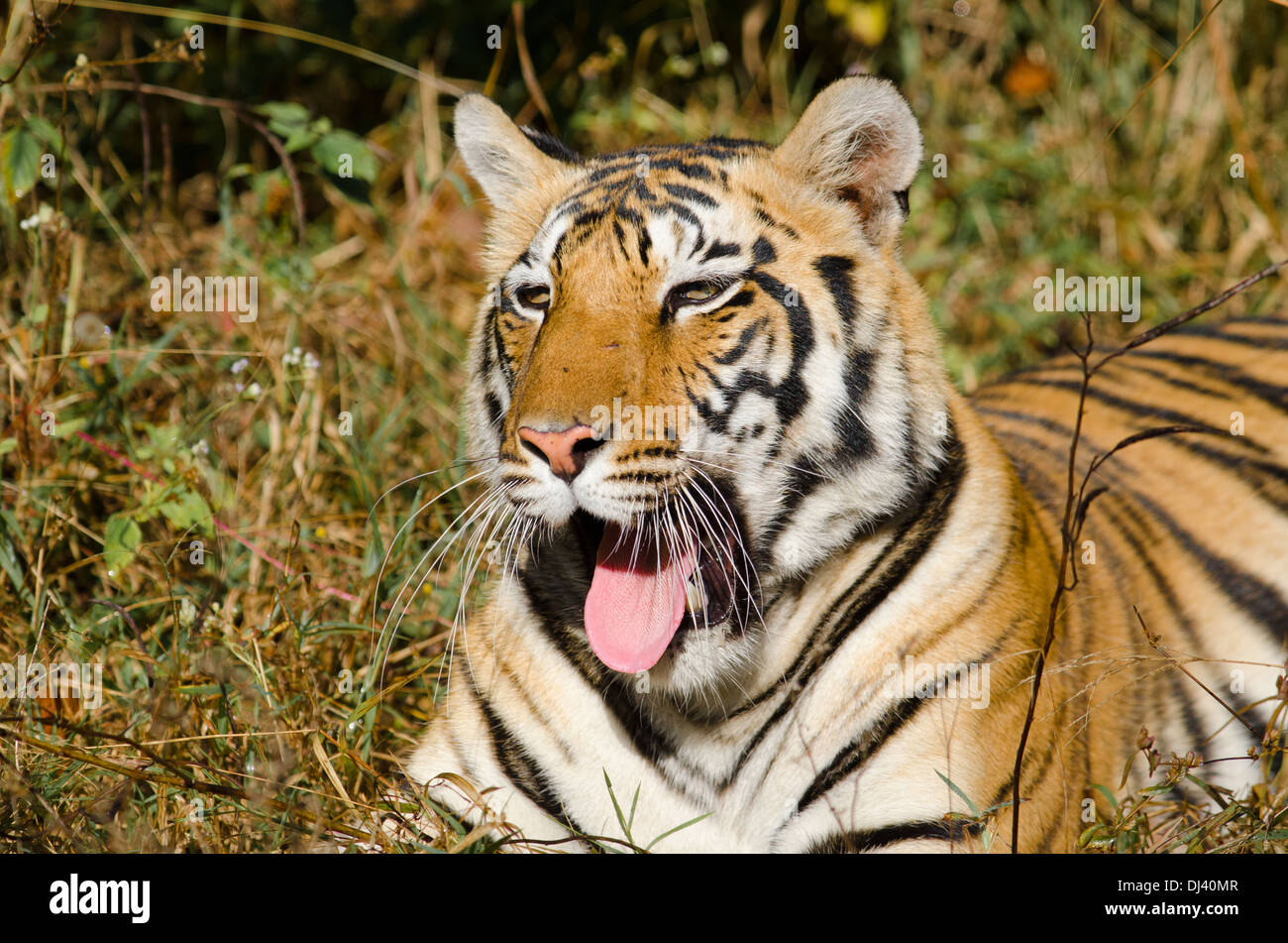 Tiger cub a Kanha Riserva della Tigre, Madhya Pradesh, India Foto Stock