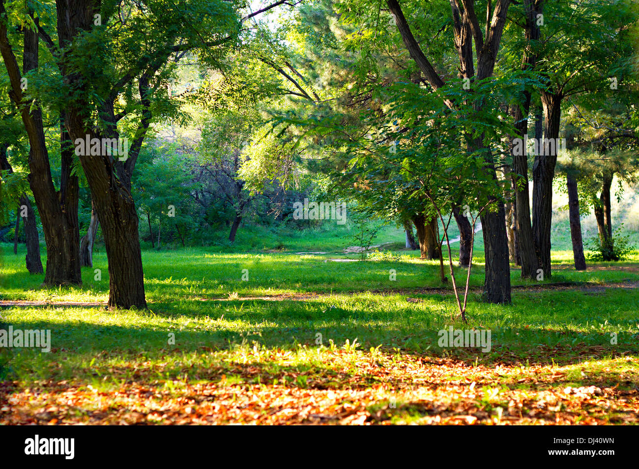 Compensazione in autunno park illuminato dal sole Foto Stock
