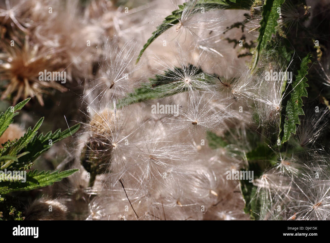 Semi di Arvense Foto Stock
