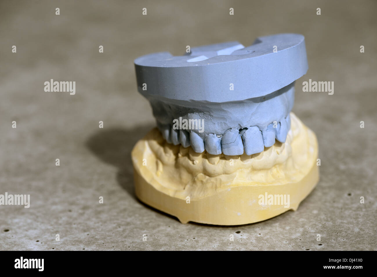 Modello di una serie di denti, mascellare superiore e inferiore Foto Stock
