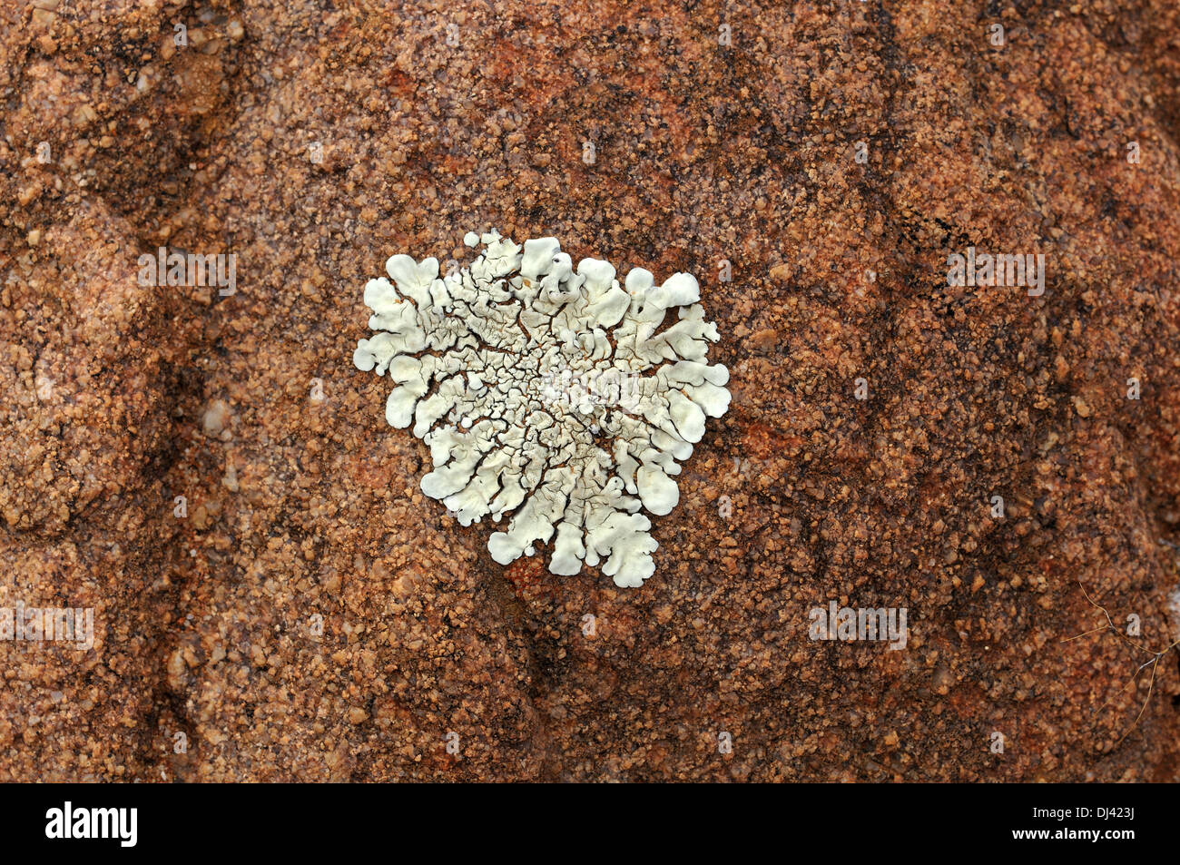 A forma di cuore Foliose lichen, Sud Africa Foto Stock