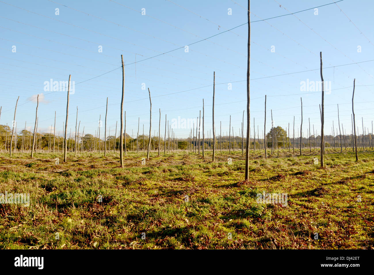 Vista autunnale del vuoto i pali e i fili di un giardino di luppolo nel Kent Foto Stock