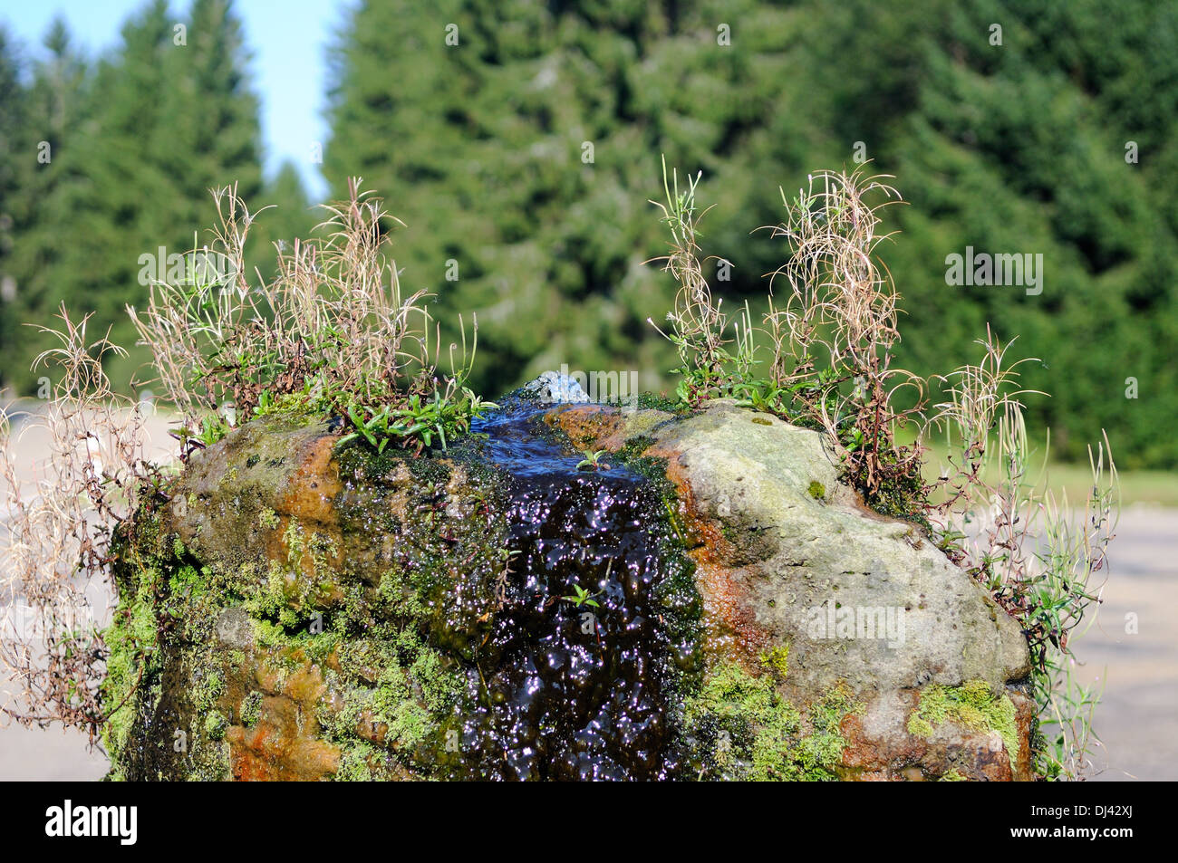 Sorgente di acqua proviene da roccia Foto Stock