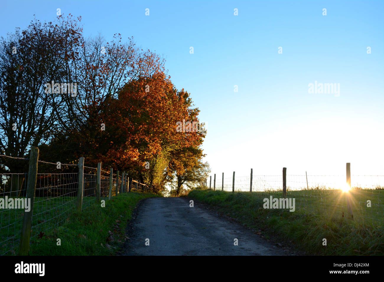 Sentiero in salita al soleggiato autunno gli alberi come il sole tramonta oltre la collina Foto Stock