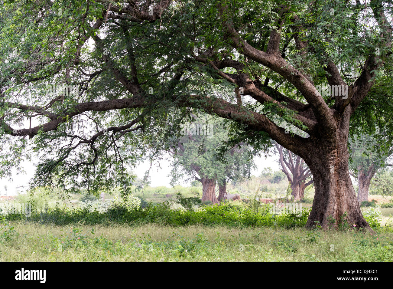 Tamarindus indica . Il tamarindo tronco di albero nella campagna indiana. Andhra Pradesh, India Foto Stock