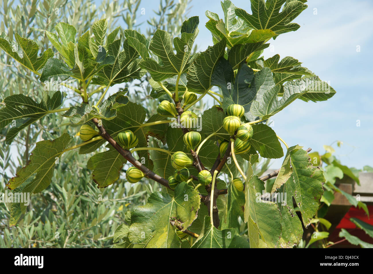 Ficus carica, Feigenbaum, fig. Foto Stock