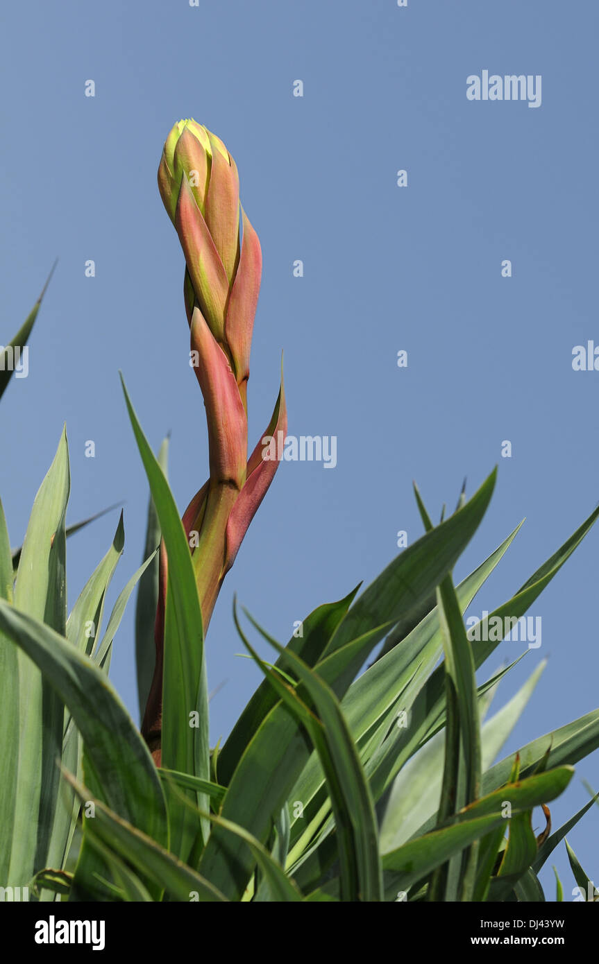 Germoglio di fiore di Yucca gloriosa Foto Stock