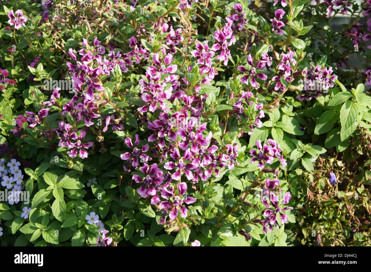 Ilavea Cuphea Vienco lavanda Foto Stock