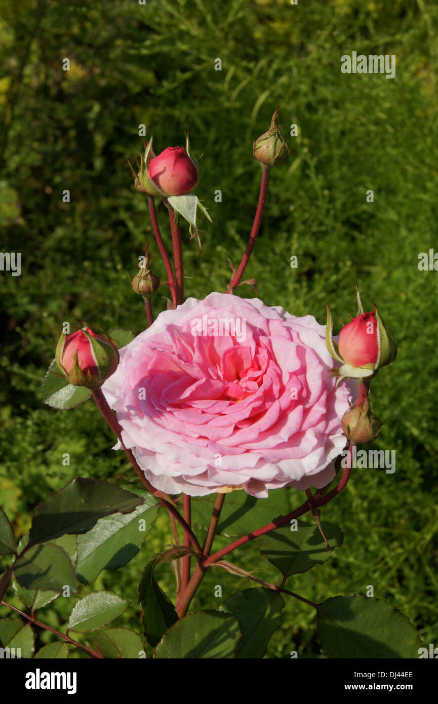 Rosa James Galway, Englische Rose Foto Stock