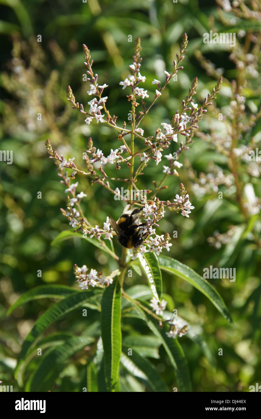 Verbena del limone Foto Stock