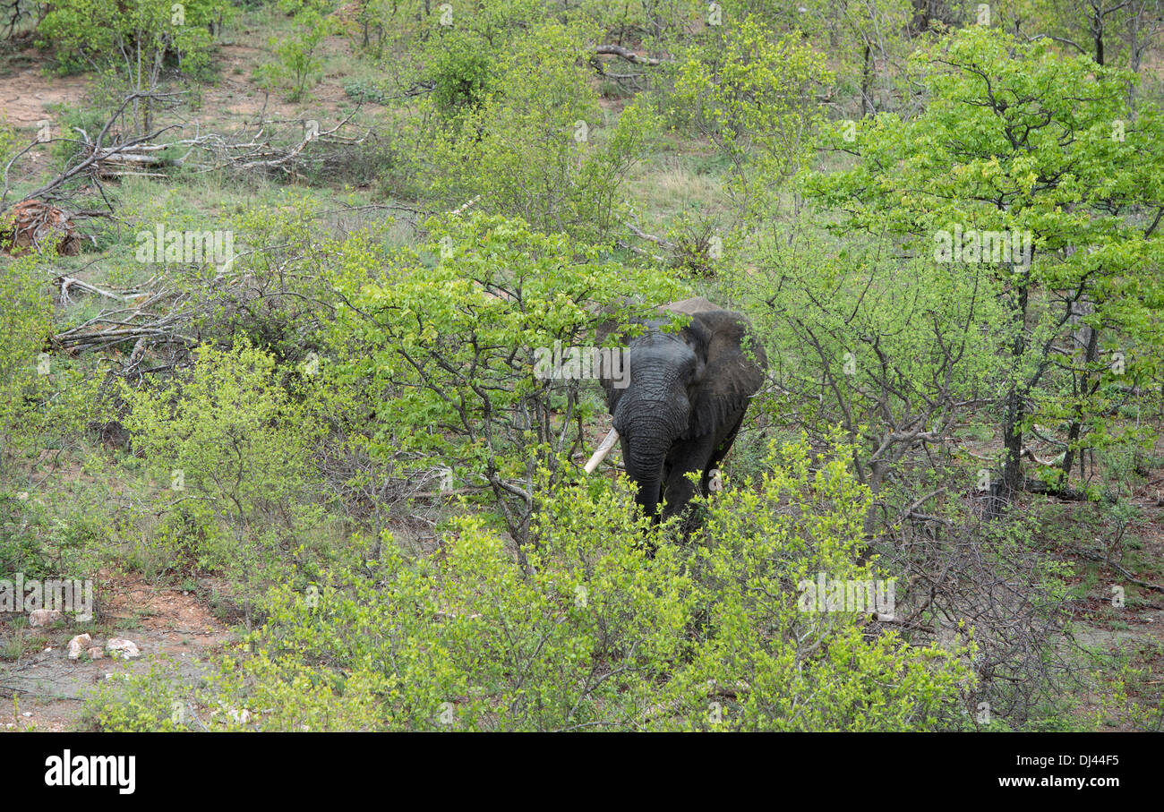 Foto aerea dell' elefante africano in piedi da sola e rivolta verso l'elicottero, singolo tusker Foto Stock